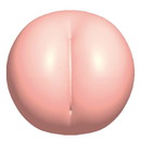 くぱまんどりーむ